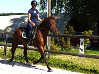 Hongre Franches Montagnes 