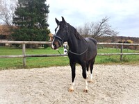 Hongre Franches Montagnes