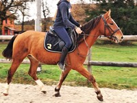 Hongre Franches Montagnes 